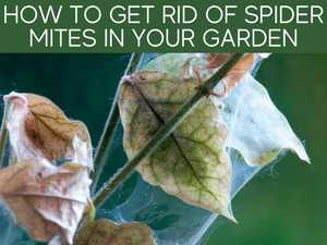 How To Get Rid Of Spider Mites On Palm Tree Greenhouse Today