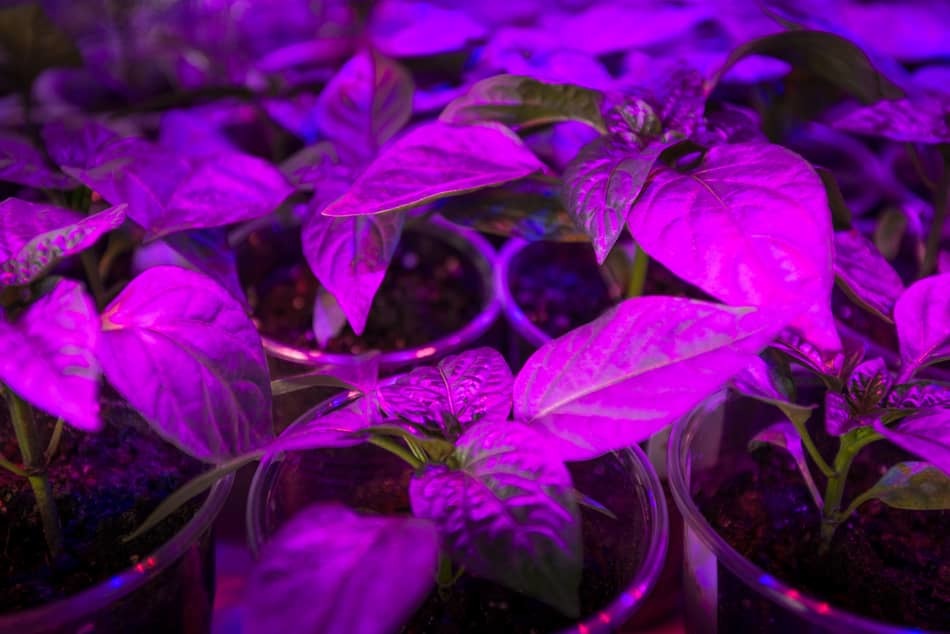 Do LED Grow Lights Work? Greenhouse Today