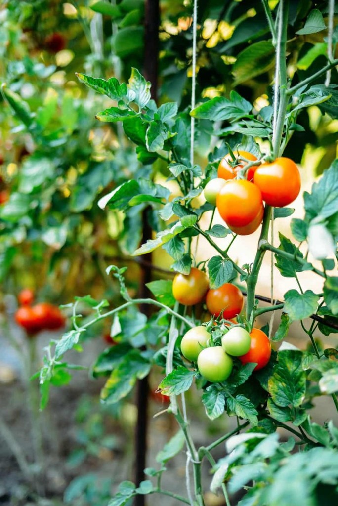 How Often Should I Water Tomato Plants In Greenhouse - Do Cucumber Plants Keep Producing