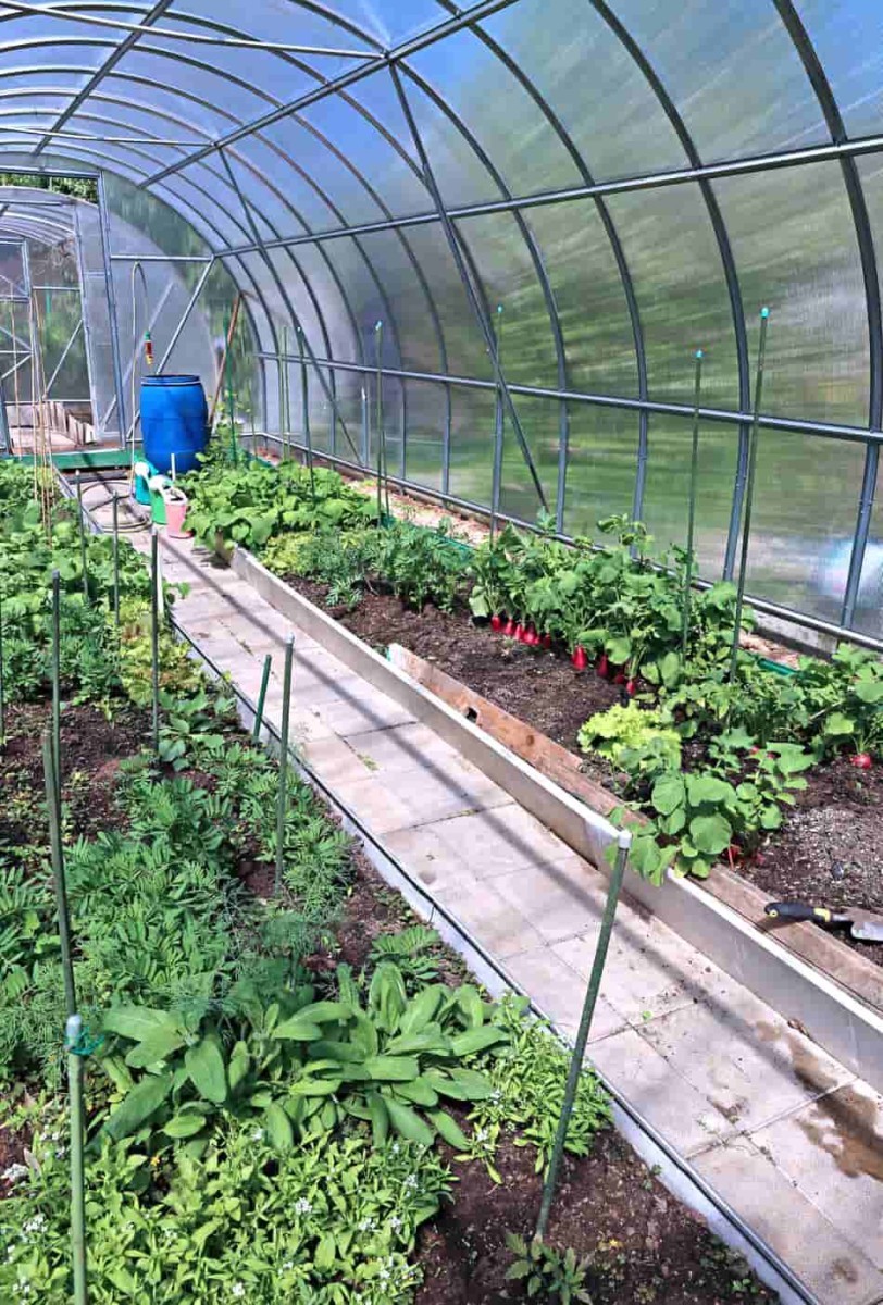 Can You Grow Vegetables Year Round in a Greenhouse? - Greenhouse Today