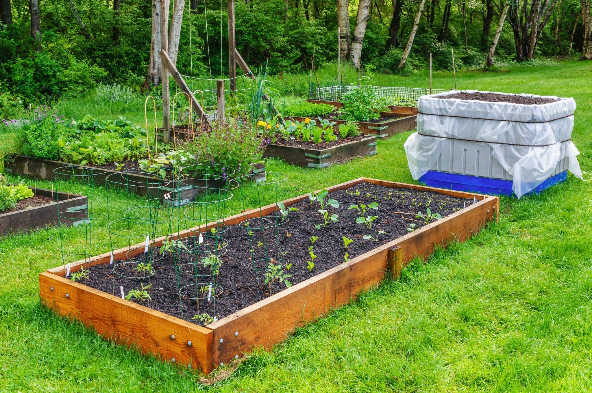 Can I Use Douglas Fir for Raised Beds? Greenhouse Today