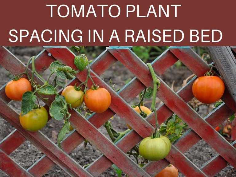 How Far Apart Should I Plant Tomatoes In A Raised Bed