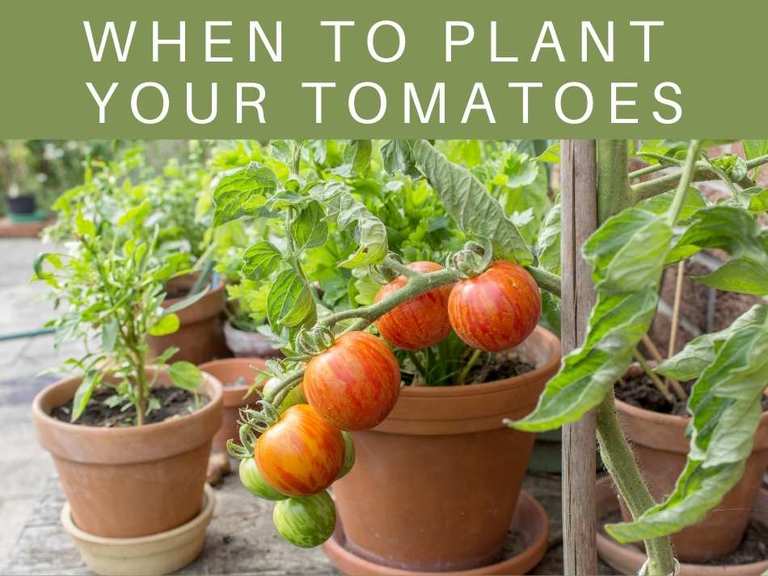 How Far Apart to Plant Tomatoes - Greenhouse Today