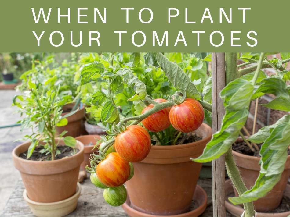 How Far Apart To Plant Tomatoes Greenhouse Today