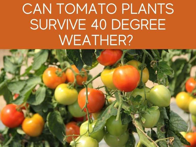 How cold is too cold for tomato plants Idea