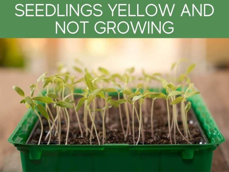 marijuana seedlings turning yellow