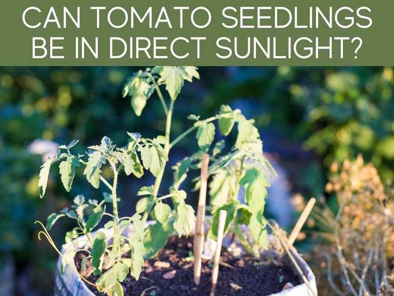 How Much Sunlight Do Tomato Seedlings Need? Greenhouse Today