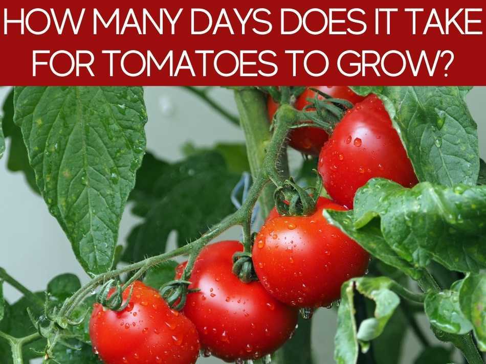 How Long Does It Take For Tomato To Grow? - Greenhouse Today