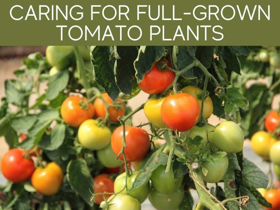 Do Tomato Seeds Need To Be Dried Before Planting? - Greenhouse Today