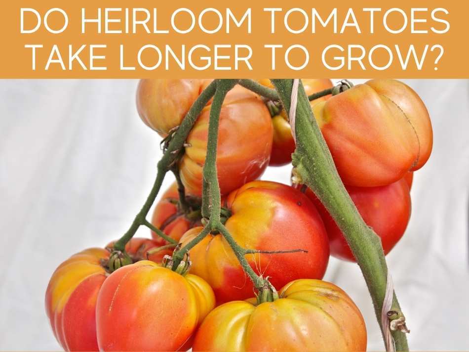 How Long Does It Take For Tomato To Grow? - Greenhouse Today