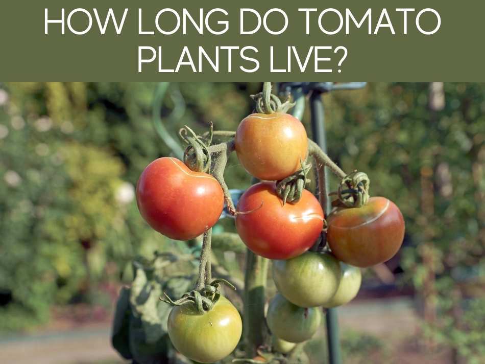 How to Keep Tomatoes Alive Over Winter? - Greenhouse Today