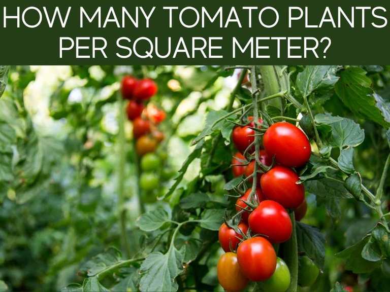 How Many Tomato Plants in a Square Foot Garden? - Greenhouse Today