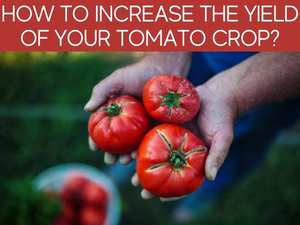 How Many Tomatoes Can 1 Plant Produce? - Greenhouse Today