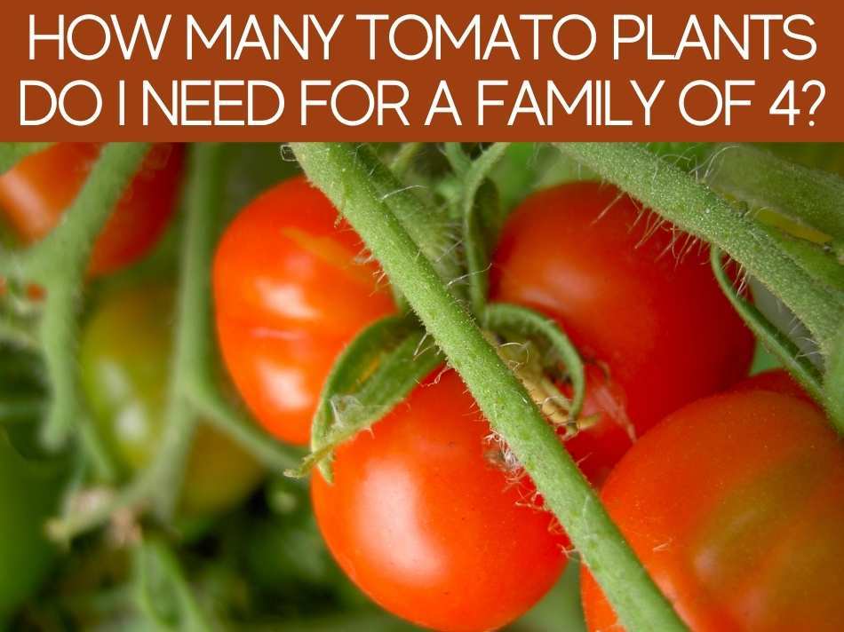 How Many Tomato Plants in a Square Foot Garden? - Greenhouse Today