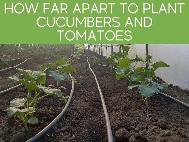 How Far Apart To Plant Cucumbers And Tomatoes Greenhouse Today