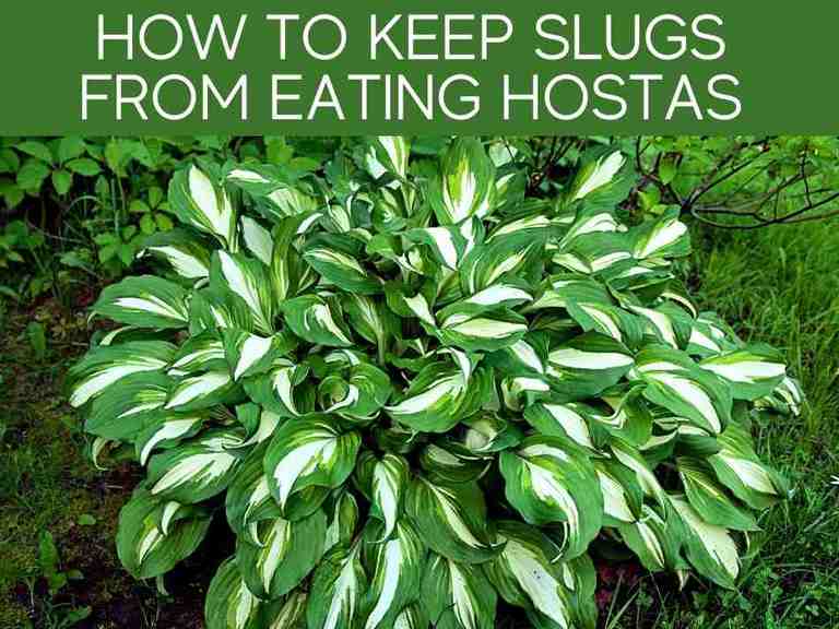 How To Keep Slugs Off Hostas - Peterson Goeve1988