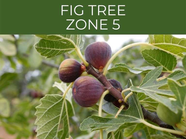 Cold Hardy Fig Trees 3 best varieties, plus winterizing tips