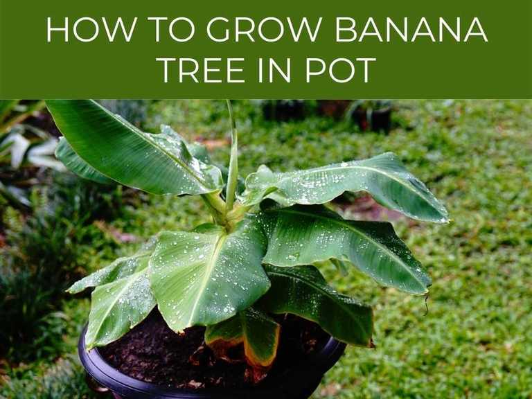 Banana Tree Care: 4 key tips, & the Dwarf Cavendish variety ...