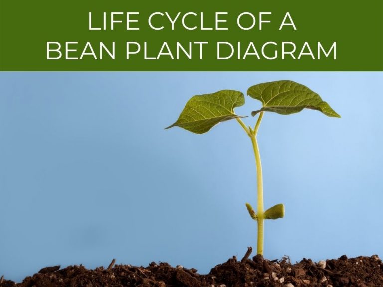 Life cycle of a bean plant - Greenhouse Today