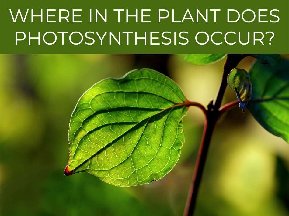 In Which Part Of A Plant Does Photosynthesis Take Place