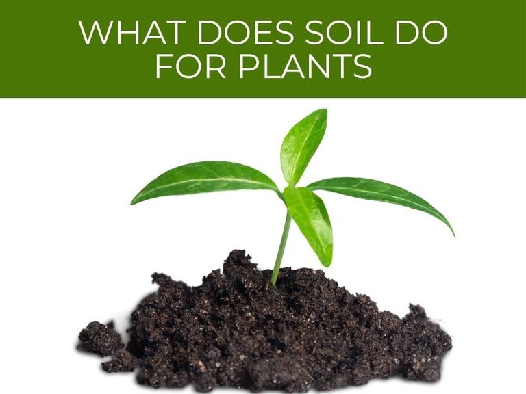 Why is soil important - Greenhouse Today