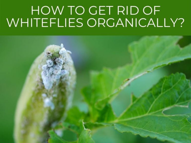 Why Do I Have Whiteflies In My Compost Bin? - Greenhouse Today