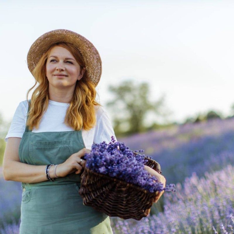 A woman in a straw hat and overalls harvesting lavender, holds a basket of cut flowers in a blooming lavender field.